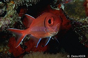Myrispristis-jacobus-Bonaire Buddy Reef-20m-20180218nuit-Denis-ADER-DSC_6398_tn